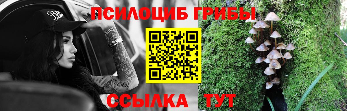 Северобайкальск  купить наркотик  Вход с VPN  Псилоцибиновые грибы Psilocybe  Псилоцибиновые грибы Psilocybine cubensis 
